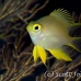damsel_golden_bh_h_0295_pal0986.jpg